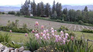 Why we decided to grow certified organic haskap berries