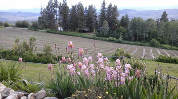 Why we decided to grow certified organic haskap berries