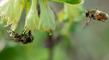 Bumble Bees and Haskap Berry Bushes