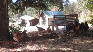 Haskap Berry Farming and Animals