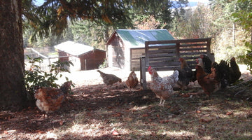 Haskap Berry Farming and Animals