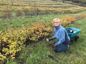 Origins of Indigo Valley Farm