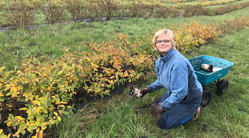 Origins of Indigo Valley Farm