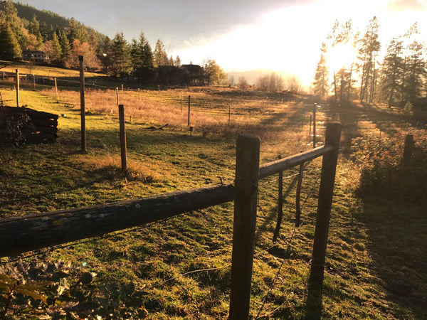 Haskap Farming Consulting