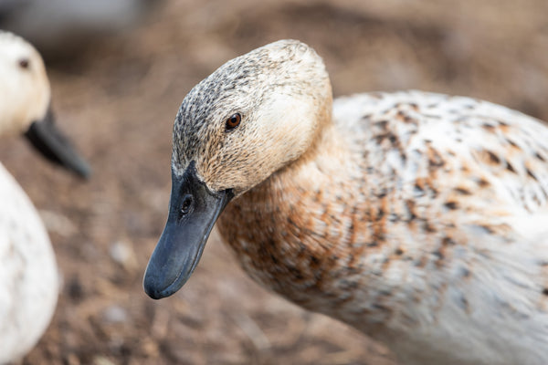 Know Your Farmer Tour