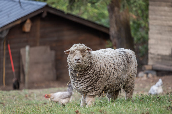 Know Your Farmer Tour