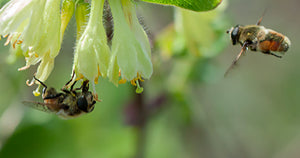 Bumble Bees and Haskap Berry Bushes