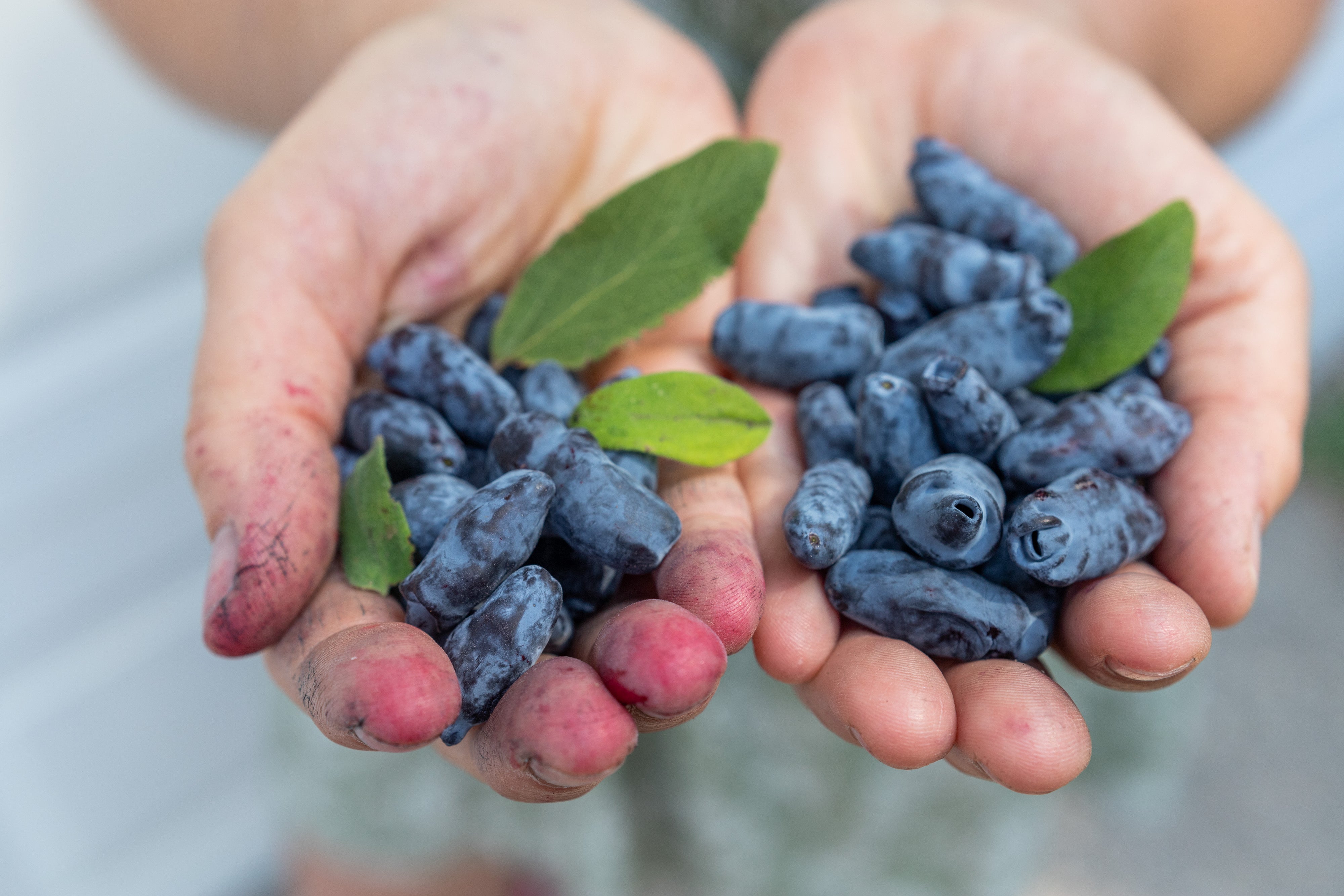 Indigo Valley Farm Okanagan Haskap Berries
