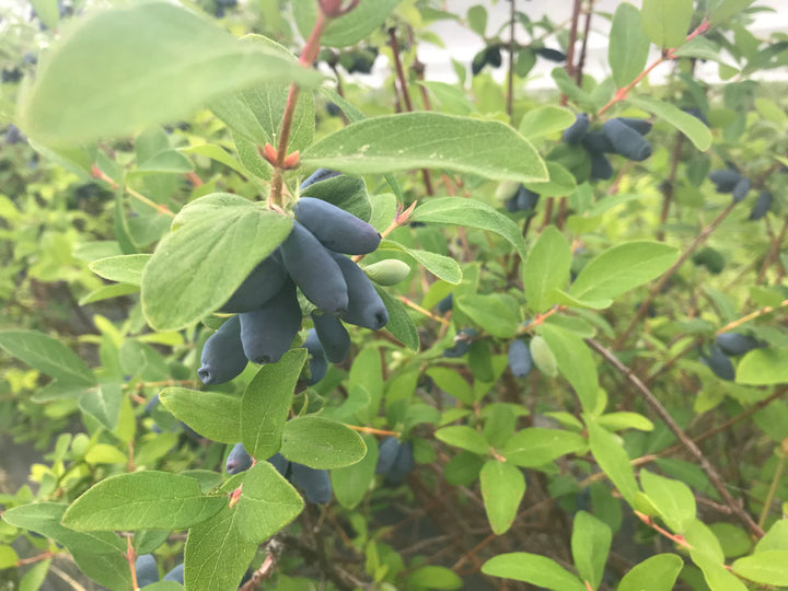 Indigo Valley Farm Okanagan Haskap Berries