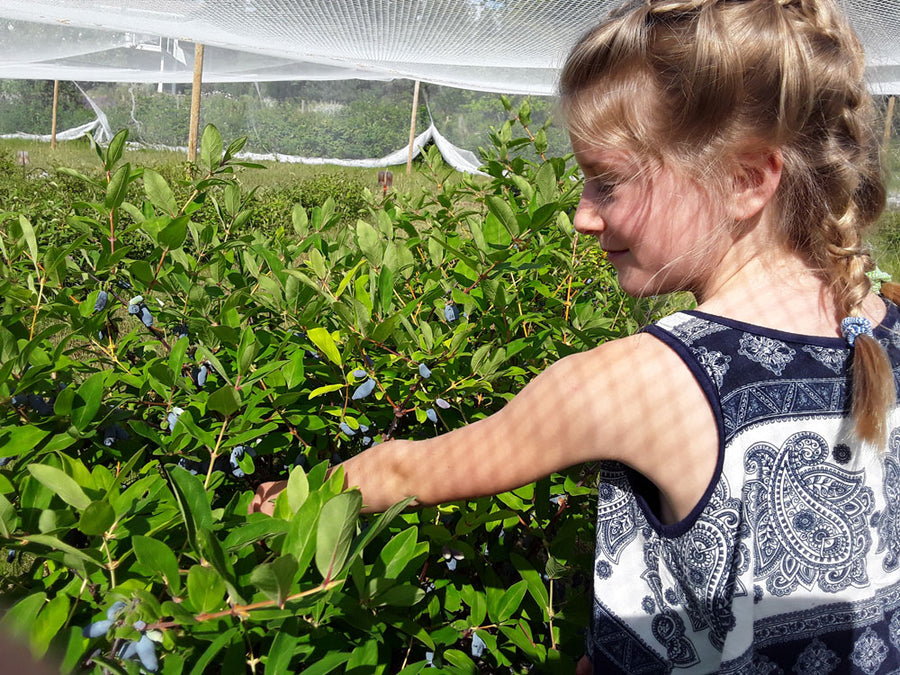 Indigo Valley Farm Okanagan Haskap Berries